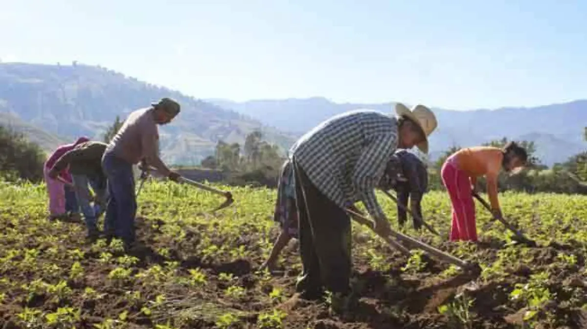 CAMPESINOS cortesia  (2)